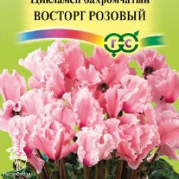 Цикламен махровый Восторг розовый (серия Элитная клумба)