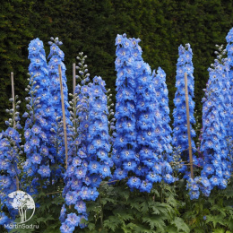 Дельфиниум Новозеландский гигант лазурь, супермахровый
