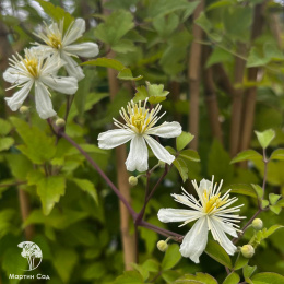 Клематис мелкоцветковый Поль Фаргес (Саммер Сноу)