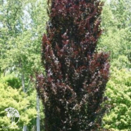 Бук лесной Аннис Рохан Сентри