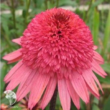 Фото Эхинацея пурпурная Фламинго