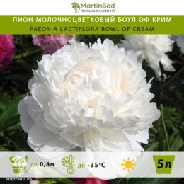 Пион молочноцветковый Боул оф Крим