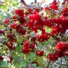 Калина обыкновенная Красная гроздь фото 2 