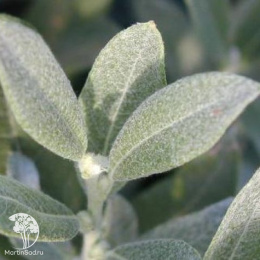 Ива Гельветика на штамбе