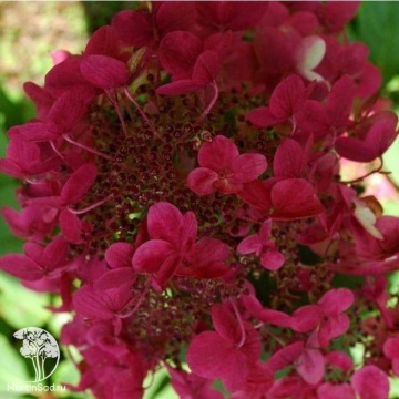 Фото Гортензия метельчатая Вимс Ред