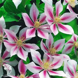 Клематис Андромеда