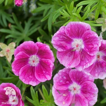 Фото Герань кроваво-красная