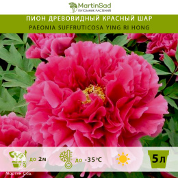 Пион древовидный Красный Шар