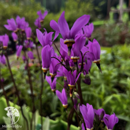 Додекатеон Джефри