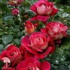 Роза чайно-гибридная Кроненбург фото 2 