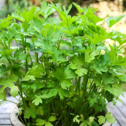 Петрушка листовая Бутербродная