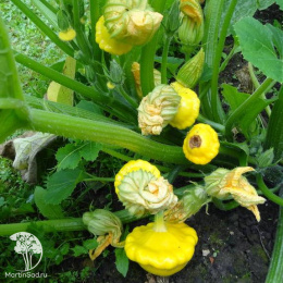 Патиссон Грошик