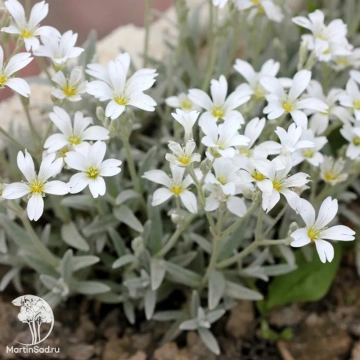 Фото Ясколка войлочная Селин