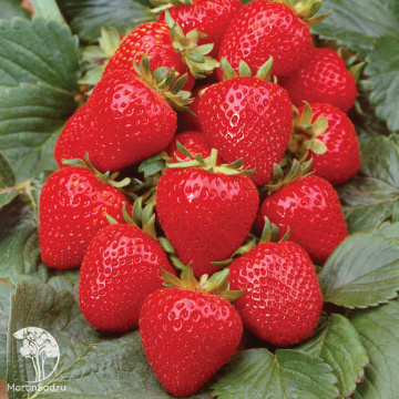 Фото Земляника садовая Анабель