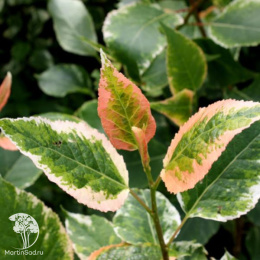  Тополь крупнолистный Аврора