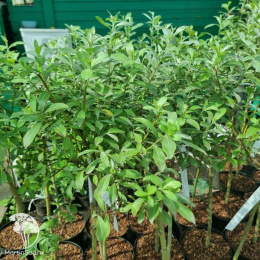 Ива тонкостолбиковая Маунт Асо на штамбе