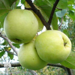 Сверхвыгодный комплект! Яблоня Жигулёвское + опылитель яблоня Антоновка