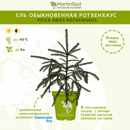 Ель обыкновенная Ротхенхаус