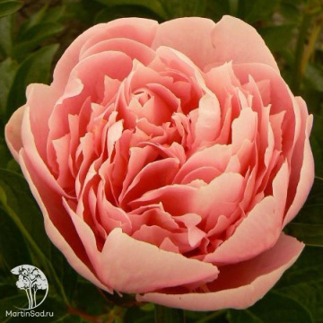 Фото Пион молочноцветковый Этчед Салмон