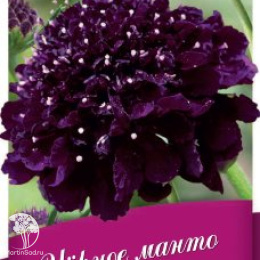 Скабиоза пурпурная Чёрное манто, махр., серия Блэк