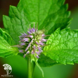 Мята Корейская ---  Л.ог.