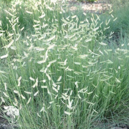 Бутелуа боковая