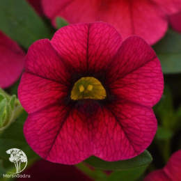 Калибрахоа Каблум Черри (Семена Профи)