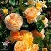 Роза чайно-гибридная Кэндллайт фото 1 