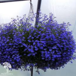 Лобелия ампельная Регатта Марине Блю