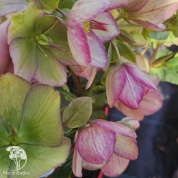 Морозник Айс эн Роузес Пикоти