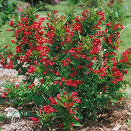 Вейгела Лавли Ред Принцесс