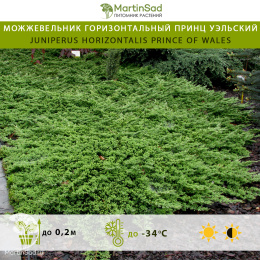 Можжевельник горизонтальный Принц Уэльский