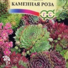 Молодило Каменная Роза, серия Альпийская горка