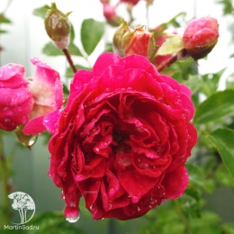 Роза плетистая красная (крупно-цветковая)