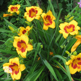 Лилейник Блэк Айд Сюзан