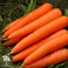 Морковь Королева Осени+Нантская 4 серия Дуэт фото 3 