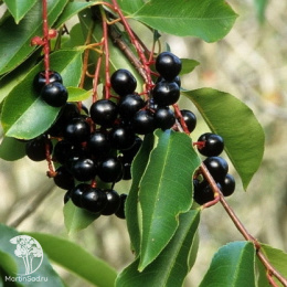 Черёмуха поздняя