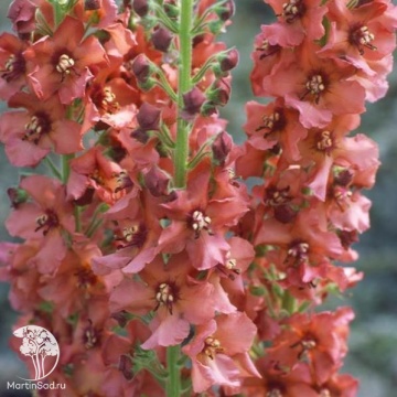 Фото Коровяк (Вербаскум, Медвежье ухо, Цельзия) Карибиан Краш