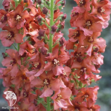 Фото Коровяк (Вербаскум, Медвежье ухо, Цельзия) Карибиан Краш