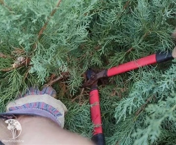 Фото Омолаживающая обрезка хвойного кустарника