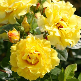 Роза Лихткениген Лючия