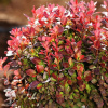 Барбарис Тунберга (Berberis thunbergii) фото 11 