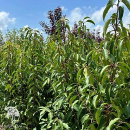 Лавровишня Ангустифолия