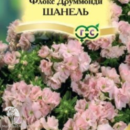 Флокс Шанель друммонда (серия Элитная клумба)