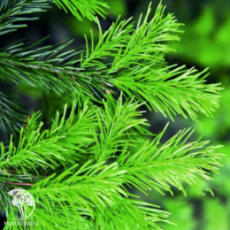 Ель сибирская в кадке