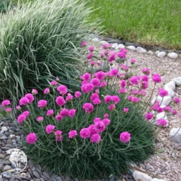 Армерия Луизианская (приморская)  серия Альпийская горка