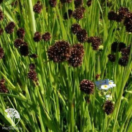 Ситник мечелистный Стархед