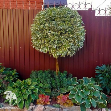 Фото Дёрен белый Айвори Хало на штамбе