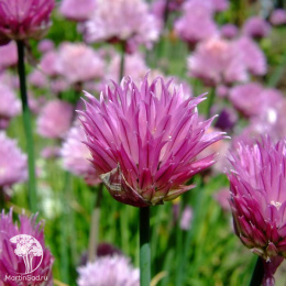 Лук шнитт Пинк Уан