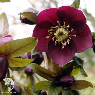 Фото Морозник восточный Притти Эллен Ред